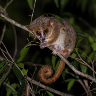 Kirindy - Gray mouse lemur